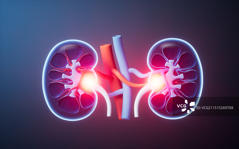 透明生物医学肾脏器官三维渲染图片素材