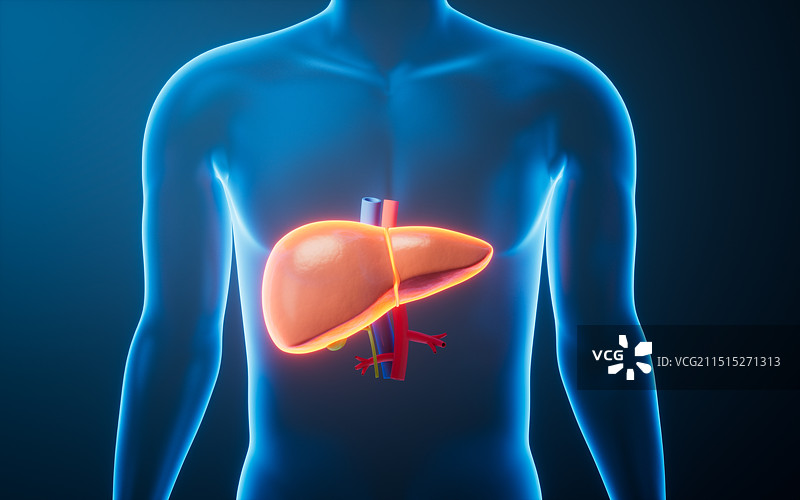透明人体内的肝脏三维渲染图片素材