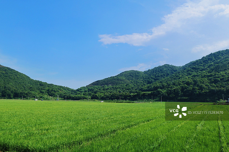 浙江旅游，宁波旅游，半边山下的水稻田，群山环绕的农田，有机农田，绿色农田，环境很好，示范农田用地图片素材