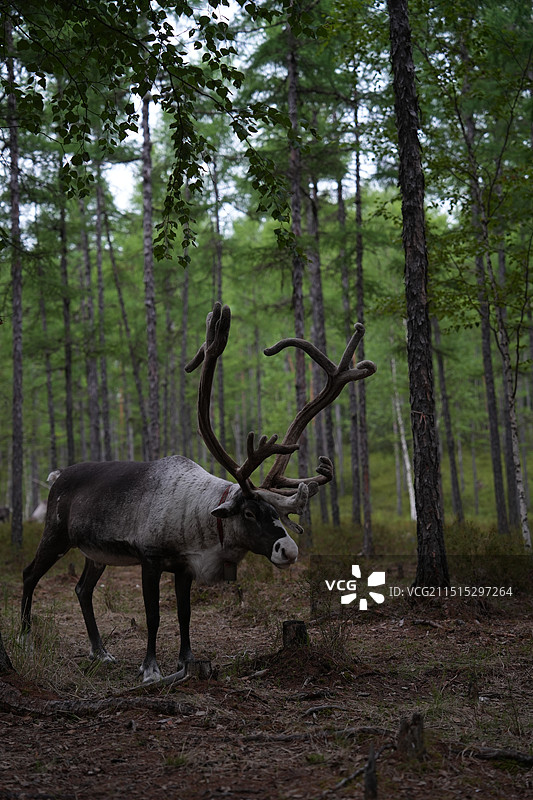 内蒙古额尔古纳河驯鹿部落图片素材