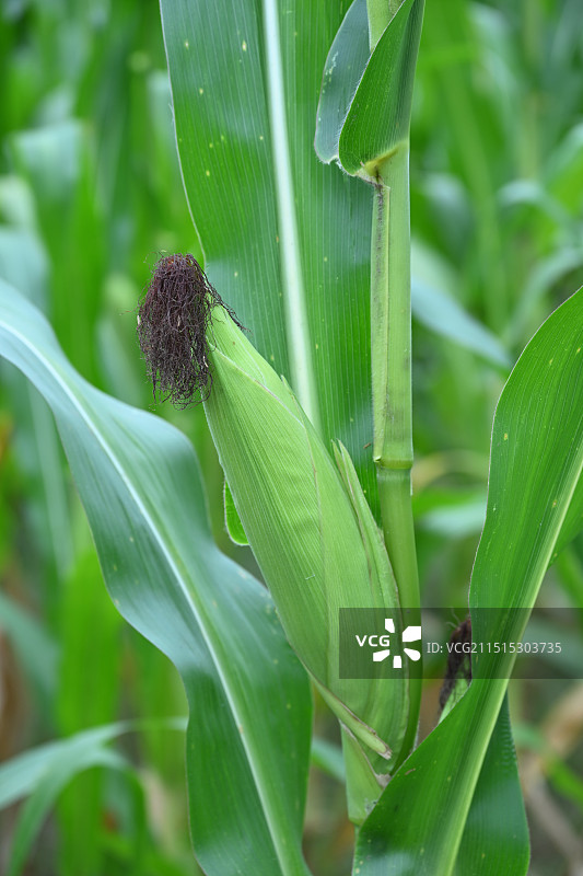 玉米熟了图片素材