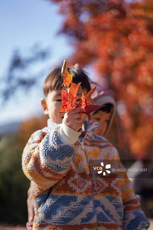 秋天站在天平山户外拿着树叶的男孩图片素材