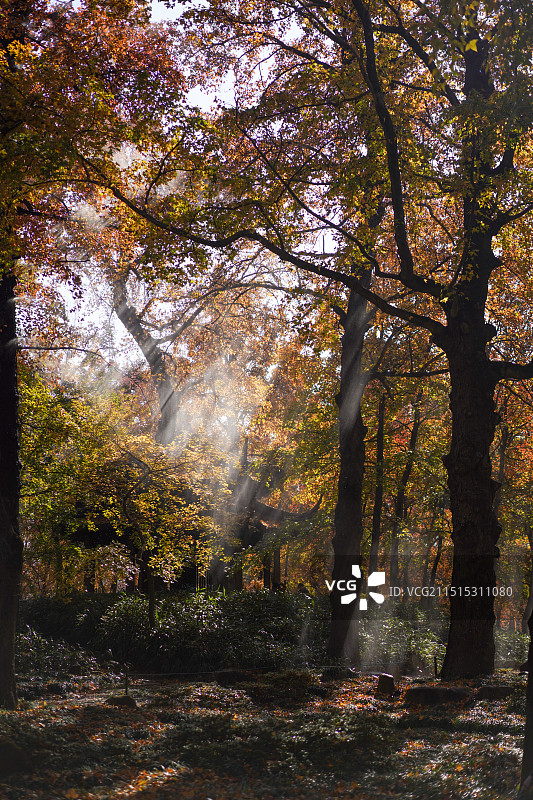 苏州天平山秋天枫树林里的耶稣光丁达尔效应图片素材