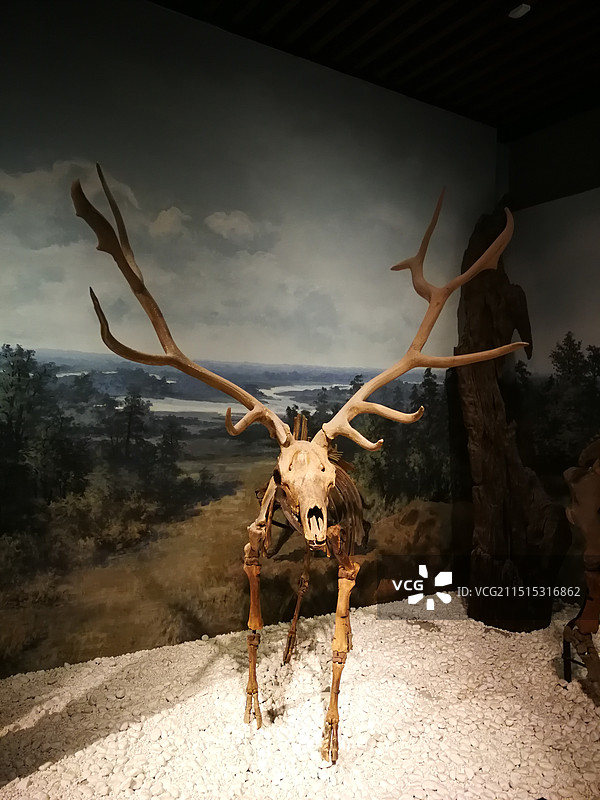 麋鹿骨架化石图片素材