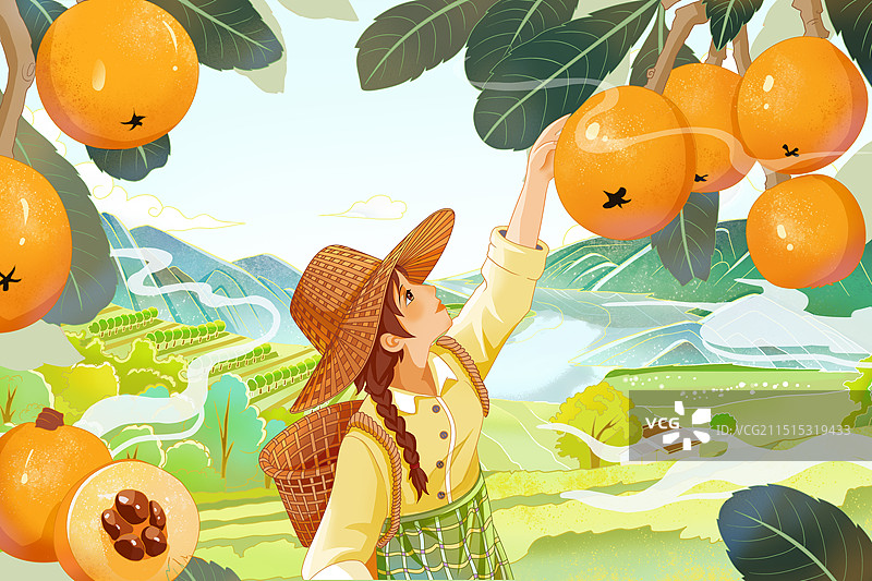 采摘枇杷包装插画图片素材