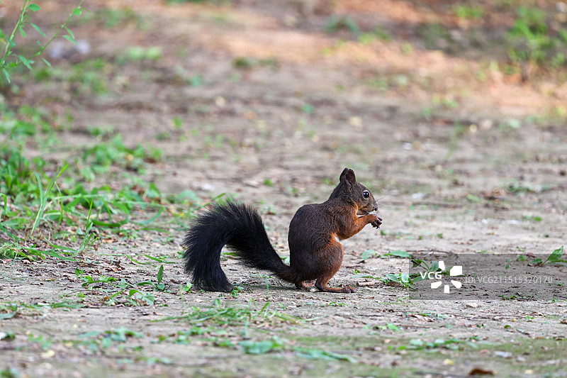 可爱的松鼠图片素材