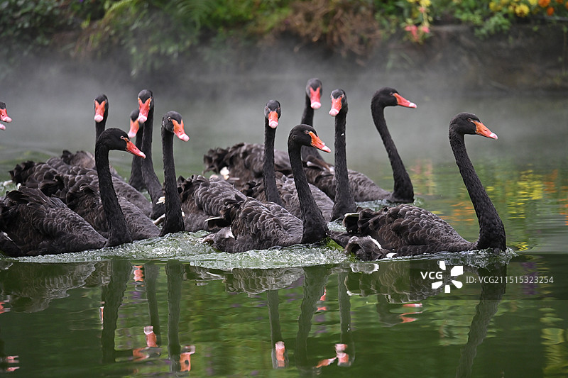 广州飞鸟乐园黑天鹅图片素材