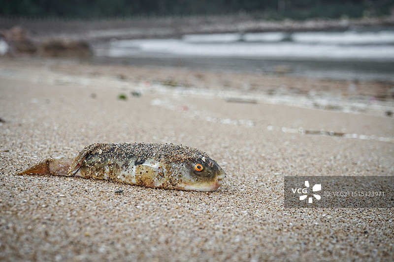 海滩上的一条死鱼特写图片素材