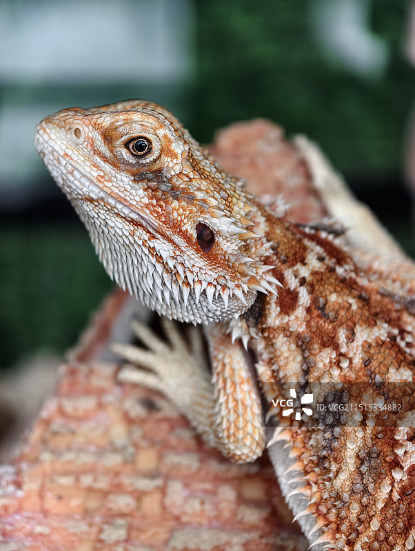 飞蜥科鬃狮蜥蜴图片素材