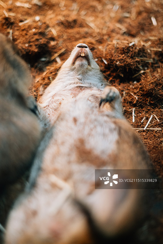 ZOOLUNG动物园仰卧睡觉的老鼠头部特写图片素材