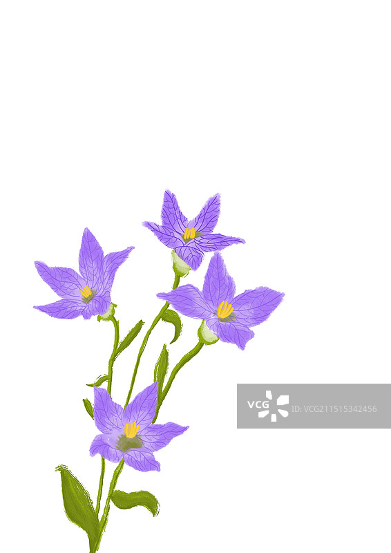 桔梗花插画图片素材