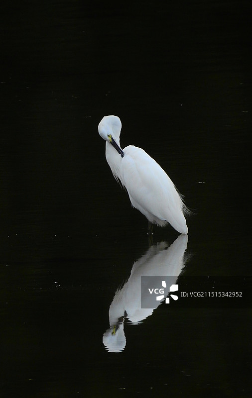 秋水白鹭图片素材