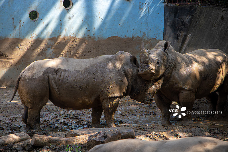 两只打架的犀牛特写镜头 南京红山森林动物园图片素材