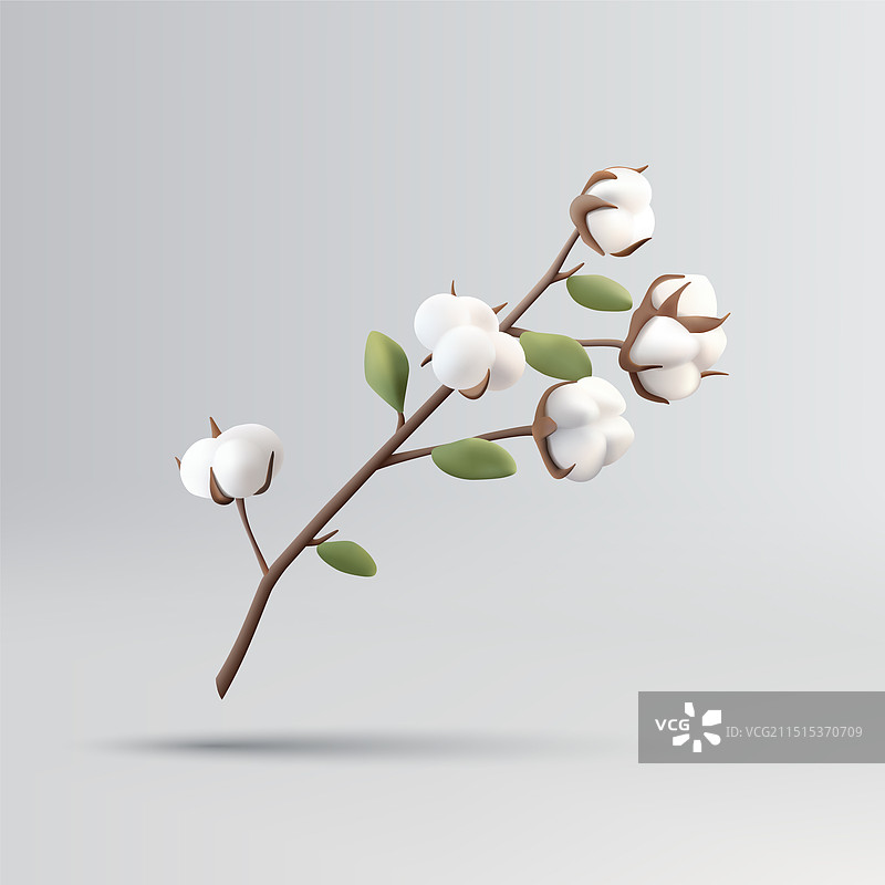 棉花植物花朵3D渲染图图片素材