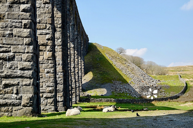 英国约克郡谷地Yorkshire Dales高架桥下的绵羊图片素材