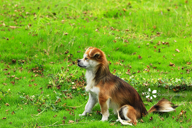 户外流浪的宠物狗图片素材