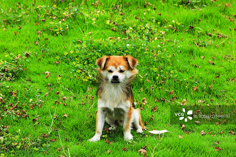 户外流浪的宠物狗图片素材