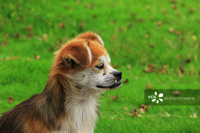 户外流浪的宠物狗图片素材