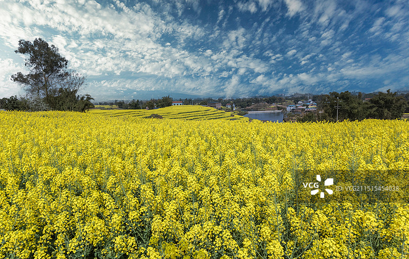 蓝天白云乡村油菜花田园风光图片素材
