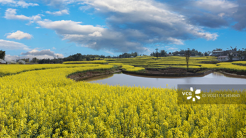 蓝天白云乡村油菜花田园风光图片素材