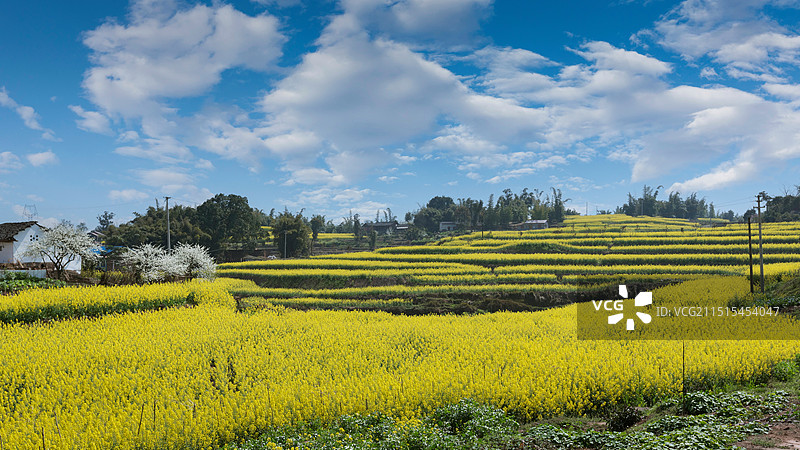 蓝天白云乡村油菜花田园风光图片素材