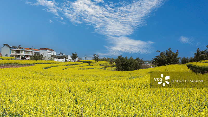 蓝天白云乡村油菜花田园风光图片素材