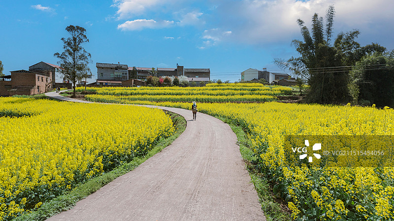 蓝天白云乡村油菜花田园风光图片素材