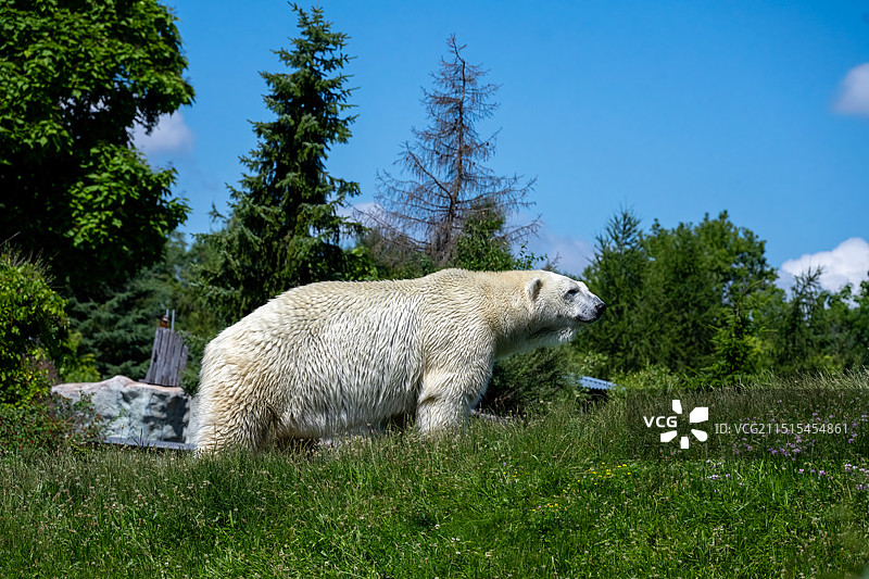 草地上的北极熊图片素材