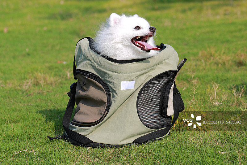 宠物包中的白色小狗图片素材
