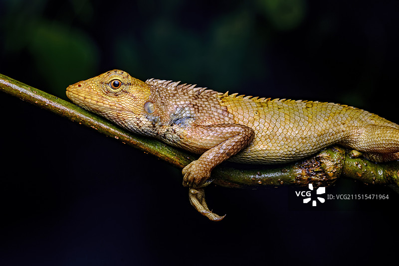 变色树蜥图片素材