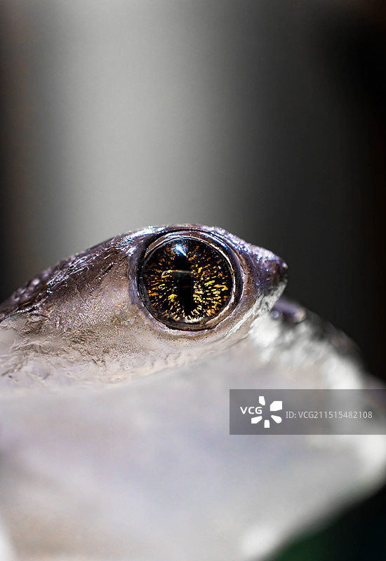 角鲨眼球图片素材