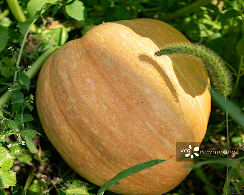 成熟的南瓜图片素材
