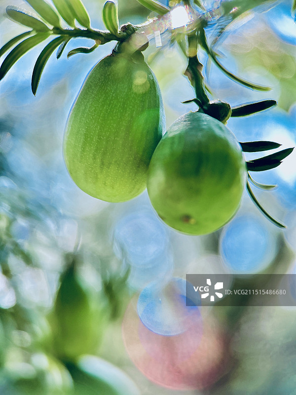 即将成熟的香榧图片素材