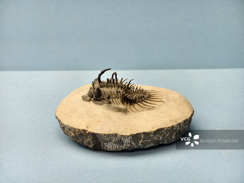 泥盆纪（距今4.16-3.59亿年)阿马特角盾虫化石图片素材