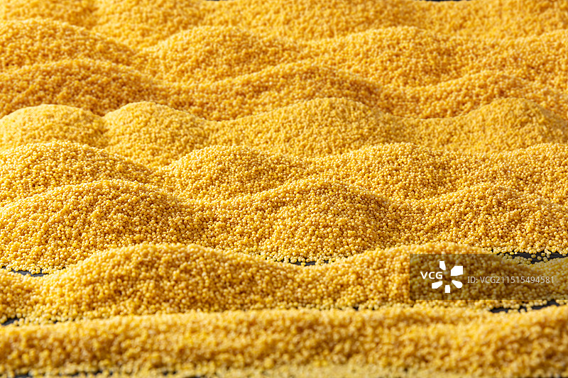 山西寿阳黄小米图片素材
