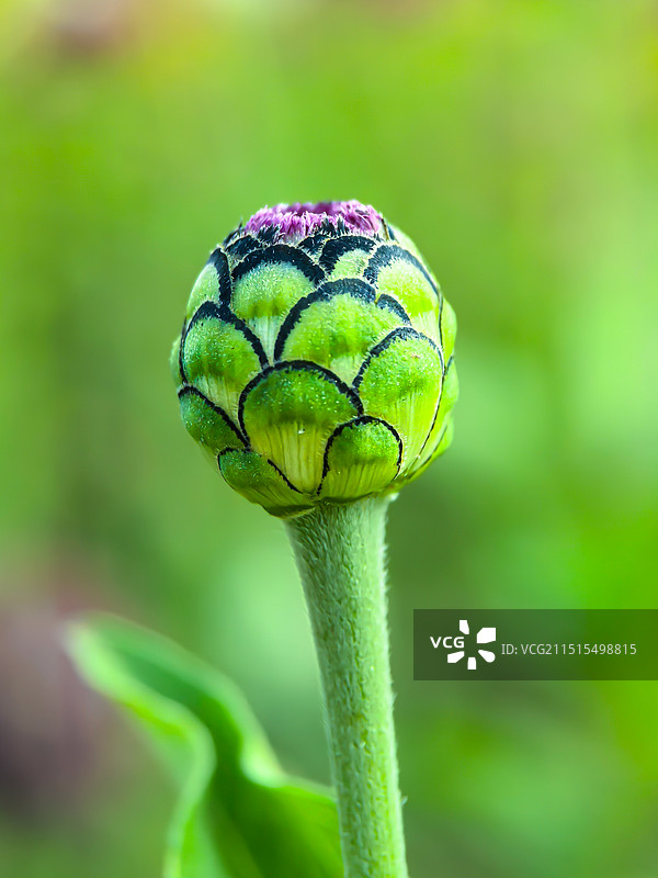 百日菊特写图片素材