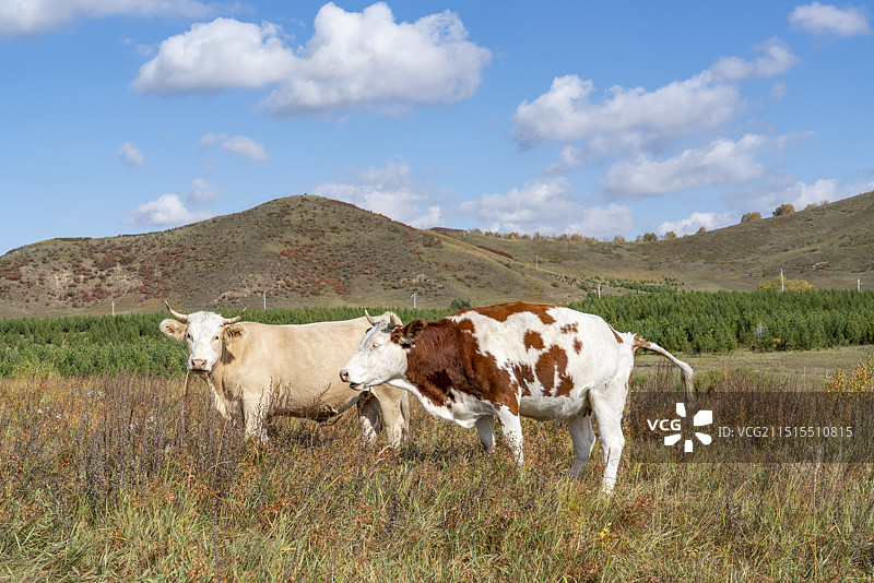 秋天草原上的牛图片素材
