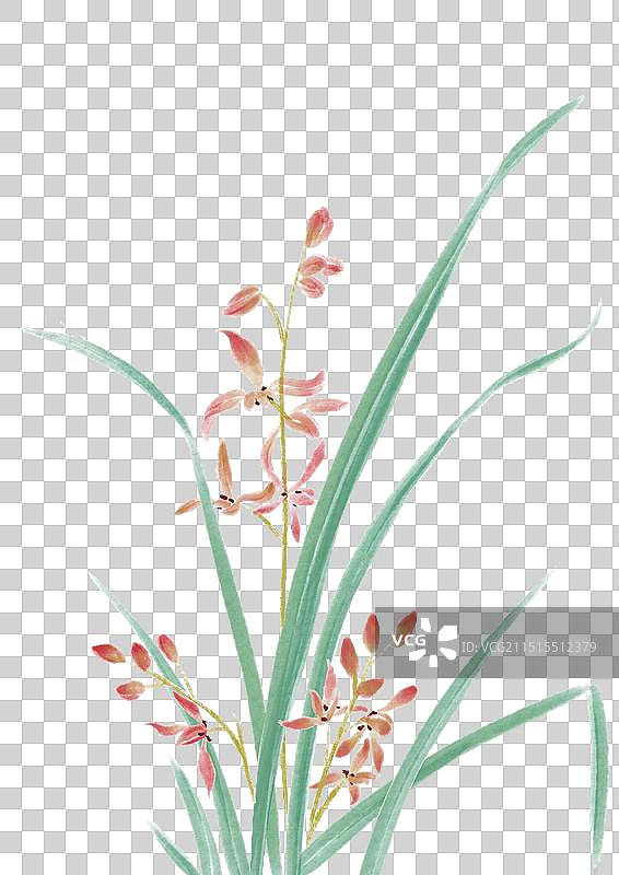 兰花图片素材