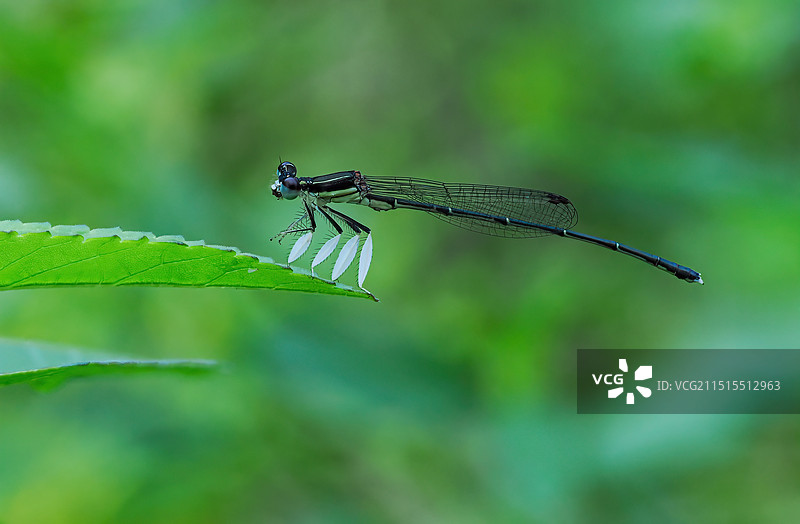 “穿白靴子”的豆娘图片素材