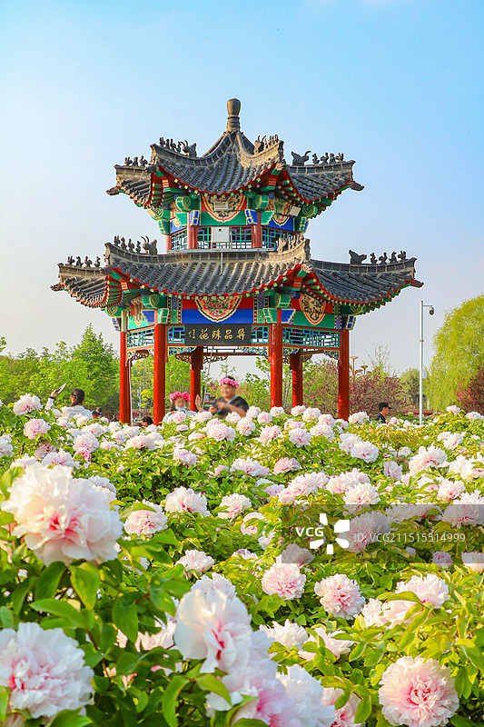 菏泽曹州牡丹园景区图片素材