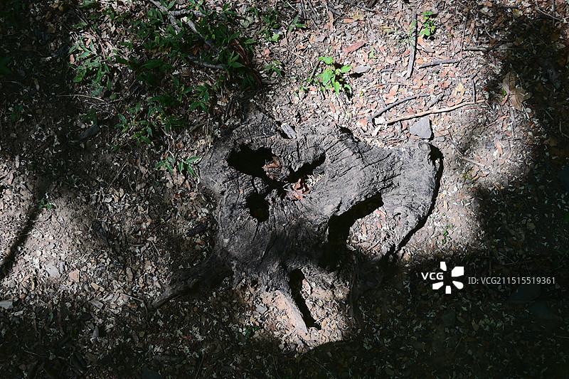 北京香山-枯死的树桩图片素材