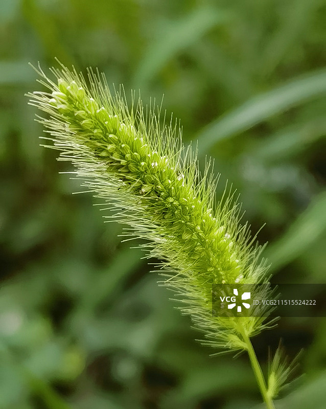 狗尾草图片素材