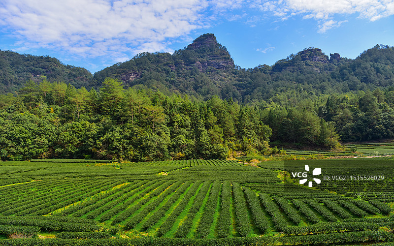 武夷山燕子窠茶园图片素材