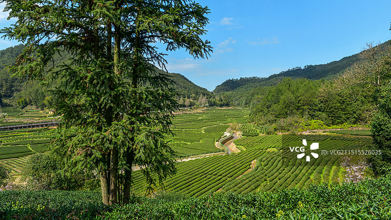 武夷山燕子窠茶园图片素材