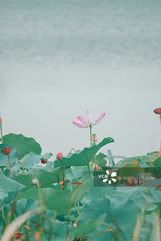 晴天湖中荷叶荷花图片素材