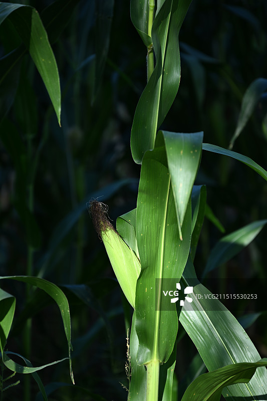 夕阳下的玉米图片素材