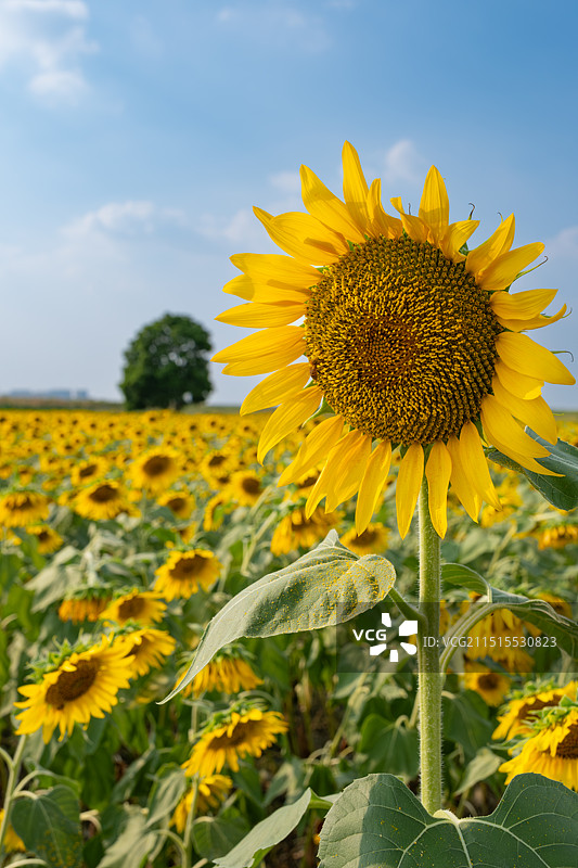 成都遇上田园凤求凰向日葵盛开图片素材
