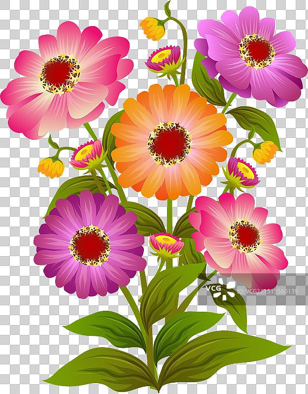 zinnia花图片素材