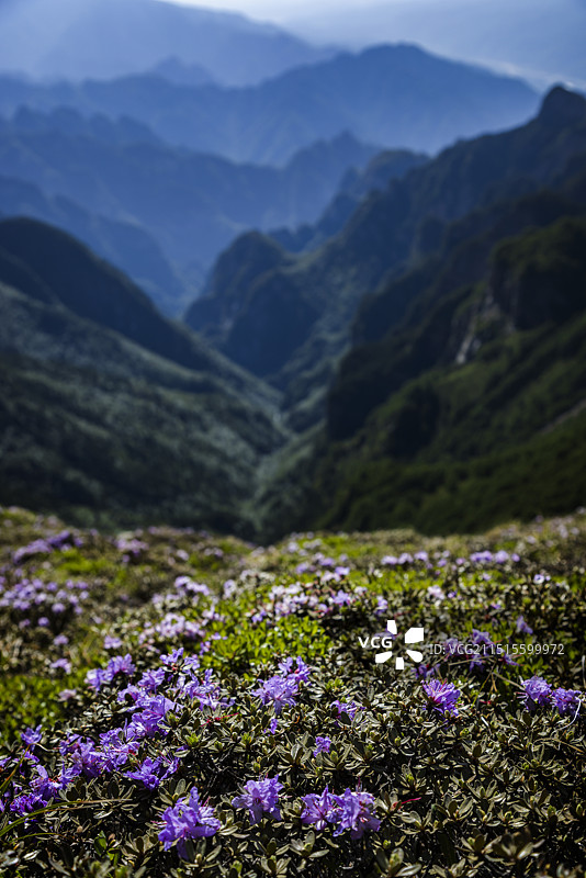 太白山紫色杜鹃花海图片素材