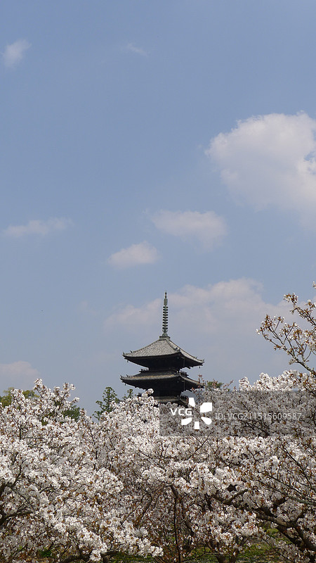 京都仁和寺春天盛开的樱花图片素材
